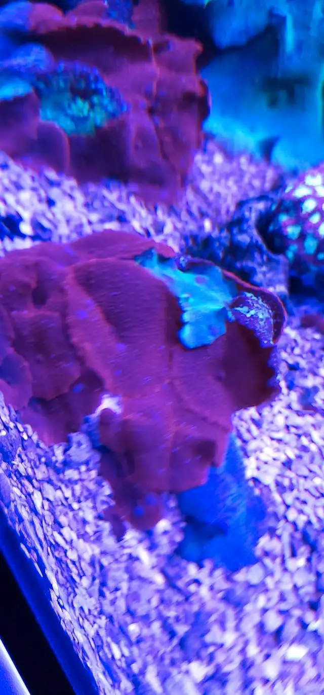 reef coral in Other in Markham / York Region - Image 4