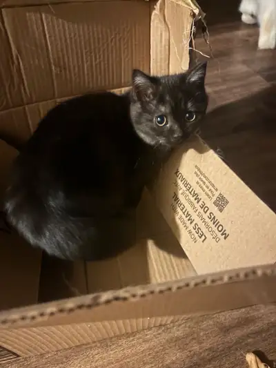 female black smoke Persian mix kitten, View more
