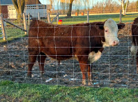 Registered Hereford Bull - Leif