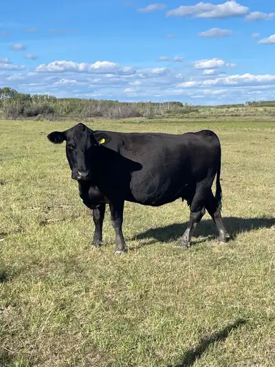 Was wondering if anyone would like to put a deposit on 20 cows Ready to go in September when ship th...