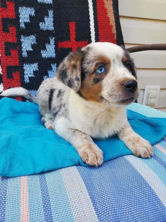 Mini Texas Heelers