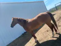 9 year old mare.