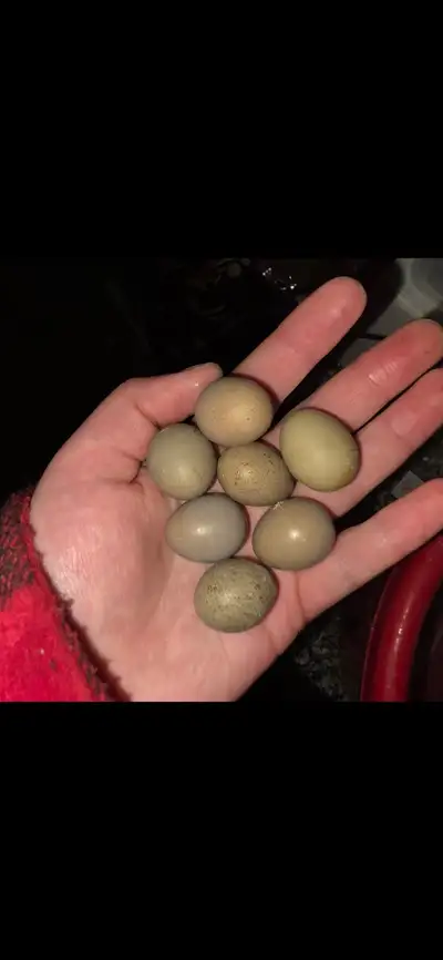 Button Quail Eggs, View more