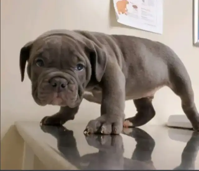Olde English Bulldog Puppies in Dogs & Puppies for Rehoming in City of Toronto - Image 4