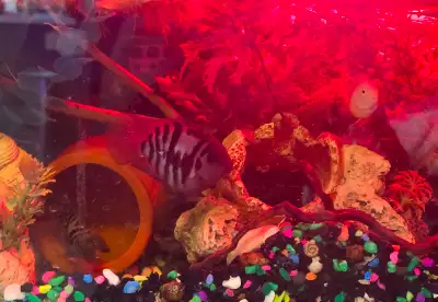 10 Polar Parrot Cichlids (Mixed Sizes 2-3") + Specialized Food -, View more