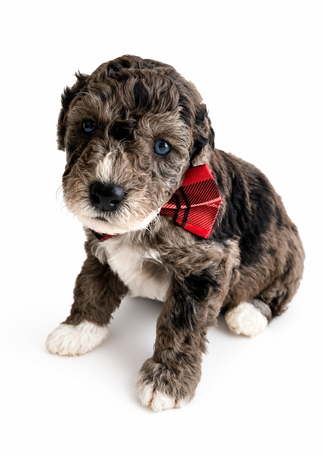 MINIATURE & MICRO Bernedoodles / St Berdoodles in Dogs & Puppies for Rehoming in Vancouver - Image 3