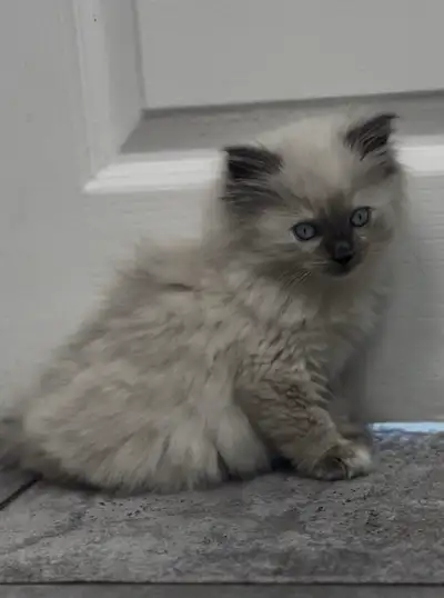 LAST 1! READY TO GO! PUREBRED RAGDOLL KITTEN , View more