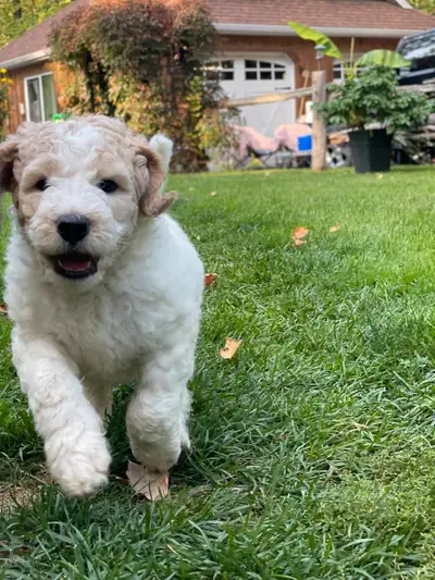 Golden Mountain Doodle (Bernedoodle X Goldendoodle) Puppies, View more