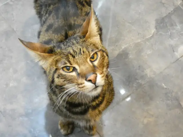 Savannah Cat in Cats & Kittens for Rehoming in Penticton - Image 4