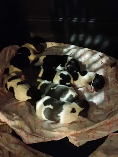 Rat Terrier Puppies Type A, View more