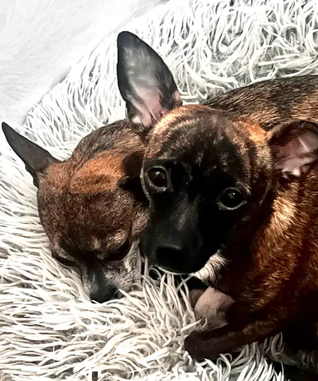 Small Dog Sitting/Daycare/Over Night in Dogs & Puppies for Rehoming in St. Catharines - Image 8