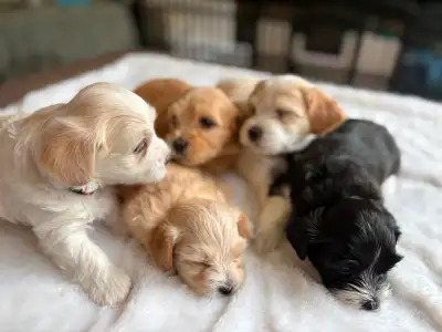 Havanese puppies Toy size CKC registered, View more