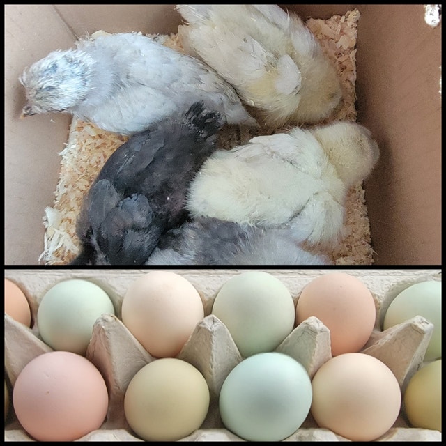 Chicken Hatching Eggs Livestock Edmonton Kijiji
