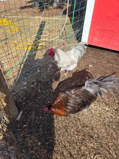 Roosters Looking for a New Flock, View more