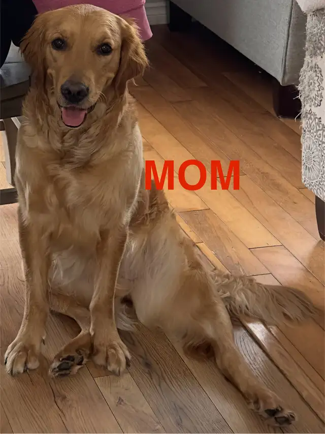 Adorable Black Golden Retriever /mix Shepness Dog in Dogs & Puppies for Rehoming in St. Albert - Image 7