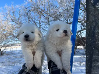 Pyrenees puppies, View more