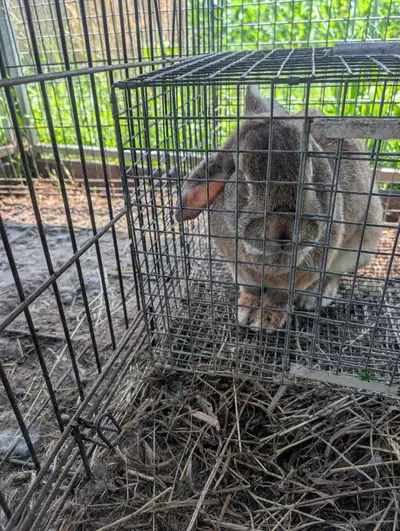 Have at least 8 Flemish giant babies born yesterday. Will be available once weaned. Reserve yours no...