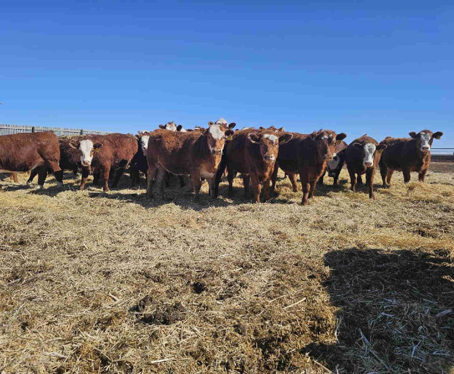 Premium Red Brockle Face Replacement Heifers in Livestock in Regina - Image 2