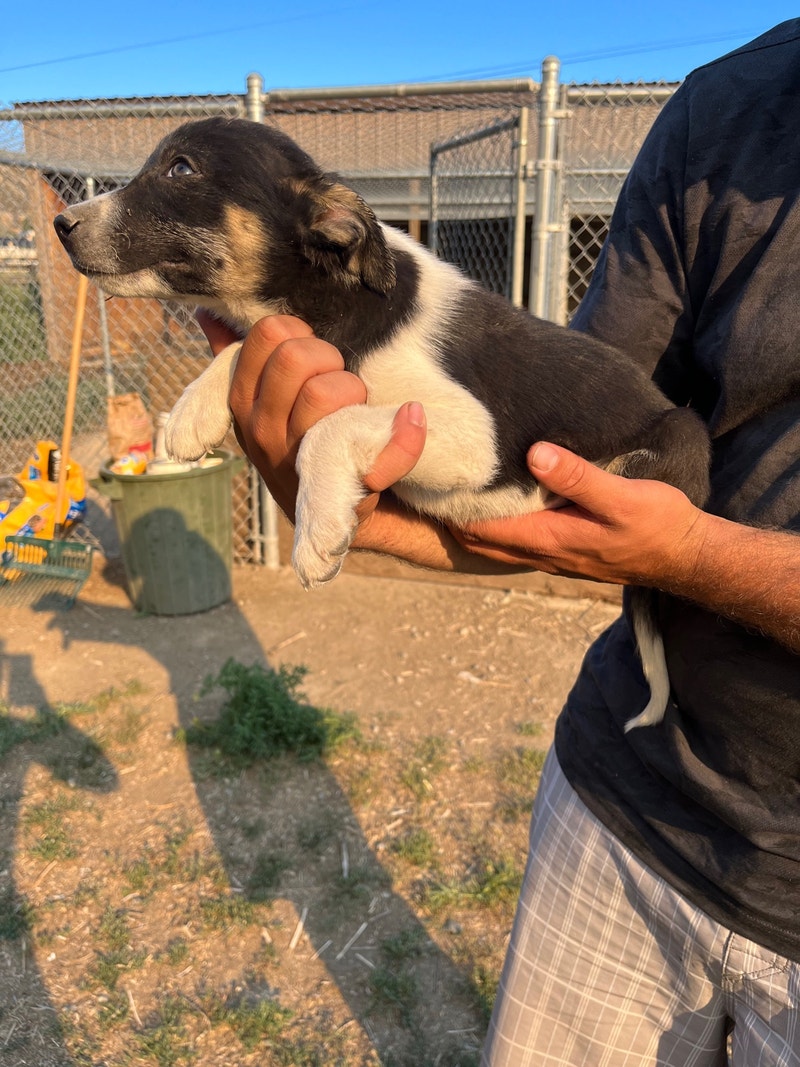 Border collie pups Dogs & Puppies for Rehoming Kamloops Kijiji