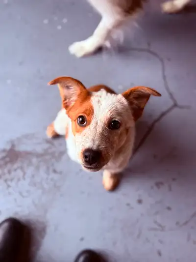 Cattle dog mix border collie, View more
