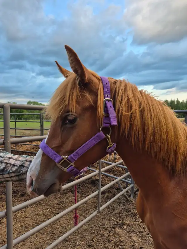 Yearling Arabian filly for sale in Horses & Ponies for Rehoming in Owen Sound - Image 4
