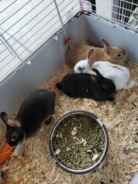 Baby Dwarf Bunny on sale at Central Pet Toronto 