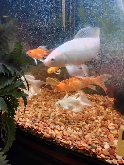Looking for a fishtank 200 gallons and up to 300 gallons in great working condition. No leaks etc wi...