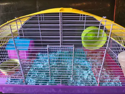 2 dwarf hamsters, 1 in each cage. Comes with food, cage and setup. Free to good home