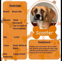 Scooter-1yr male boxer mix