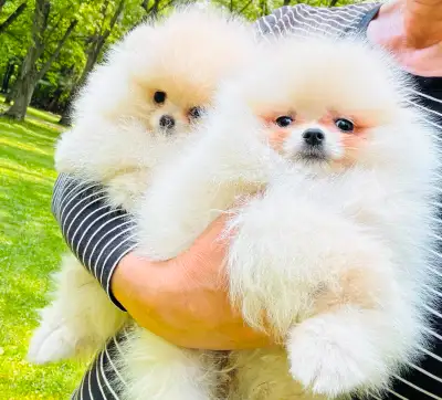 Pomeranian registered White puppies and Black puppies, View more