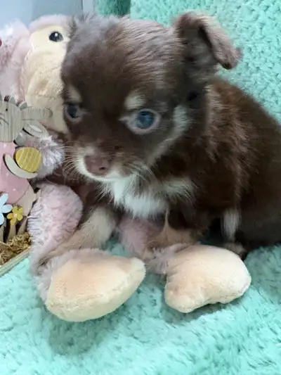 BEAUTIFUL LONG HAIRED CHOCOLATE CHIHUAHUAS READY 10 APRIL 26, View more