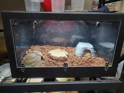 Florida King For Rehome W/Enclosure, View more