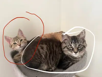 Dark fluffy male kitten and lighter coloured female kitten