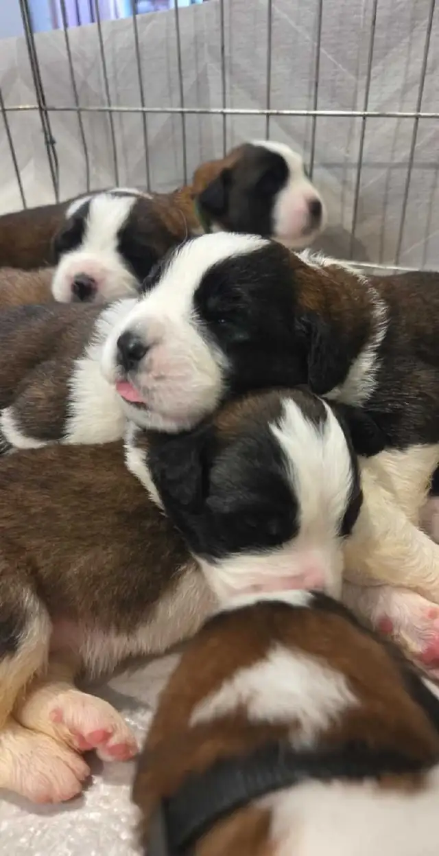 BEAUTIFUL SAINT BERNARD PUPPIES in Dogs & Puppies for Rehoming in Moncton - Image 10