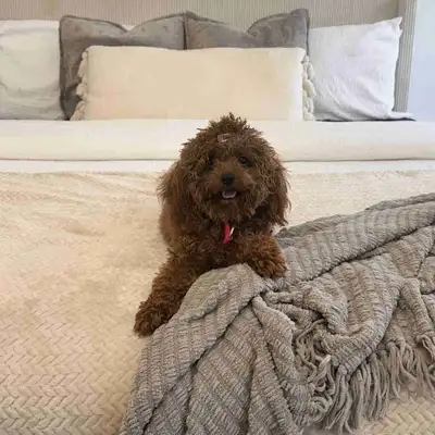 Mini-Toy Poodle, View more