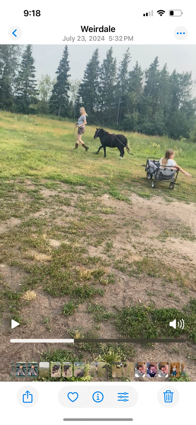mini pony for trade in Horses & Ponies for Rehoming in Prince Albert - Image 3