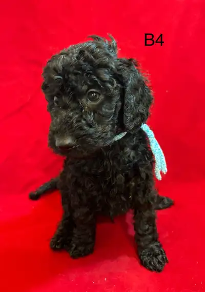 Miniature Poodles, View more