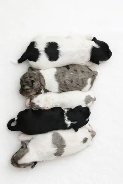 Aussiedoodle Puppy, View more