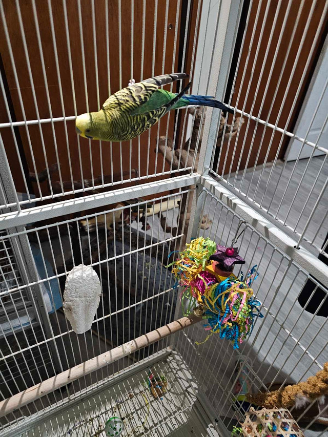 Budgies for sale !! in Birds for Rehoming in Trenton - Image 2