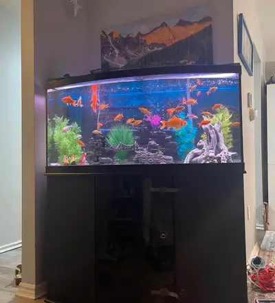 Fish Tank 75 gallon with all accessories, View more