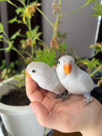 Baby Lovebird pair 