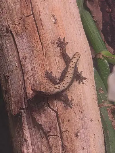 Mourning Geckos for Sale, View more