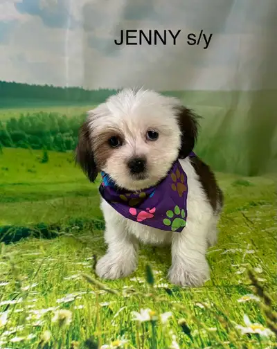 Shihtzu Puppies Ready to go!, View more