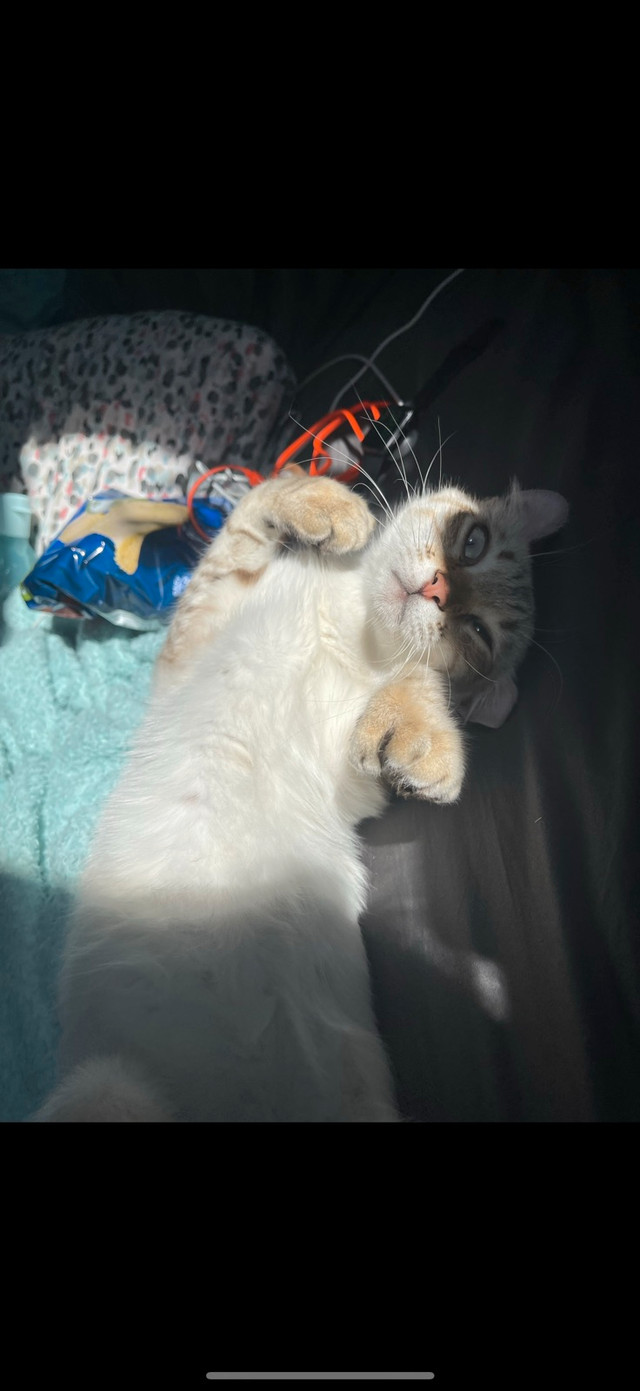 chat highland lynx dans Chats et chatons à adopter  à Lanaudière - Image 3