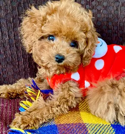 Very Tiny  Toy Poodle Puppy, View more