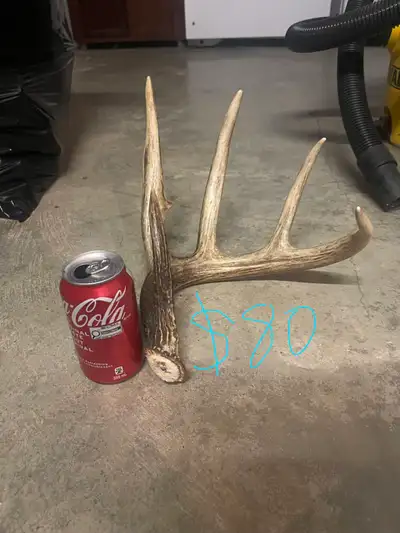 deer antlers, View more