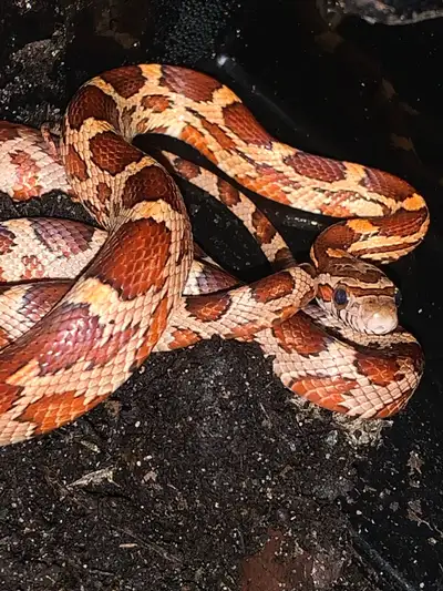 2025 - Masque Het. Motley, Hypo, View more