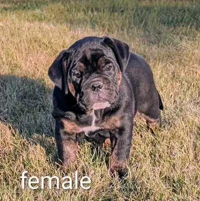 ~~ check us out on Instagram Prairie Pride Bulldogges Breeder with 10+ years experience with the bre...