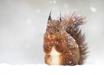 Outdoor habitat for squirrels, View more