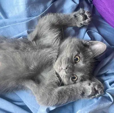 Chatons à vendre , View more